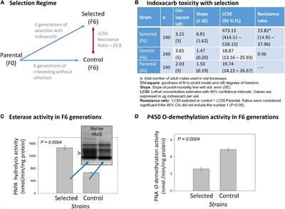 Transcriptome Responses to Defined Insecticide Selection Pressures in the German Cockroach (Blattella germanica L.)